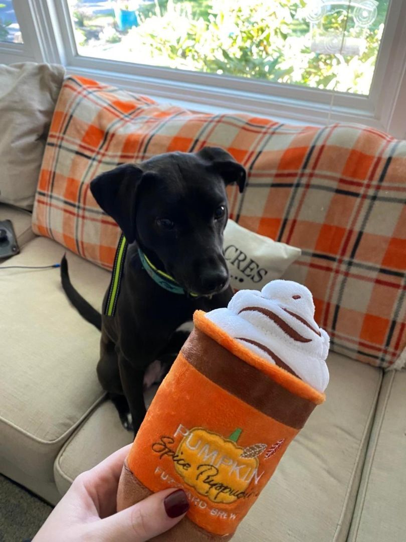 Fiona - in Maine, a Adoptable mixed breed in Kennebunkport, ME image 4/13