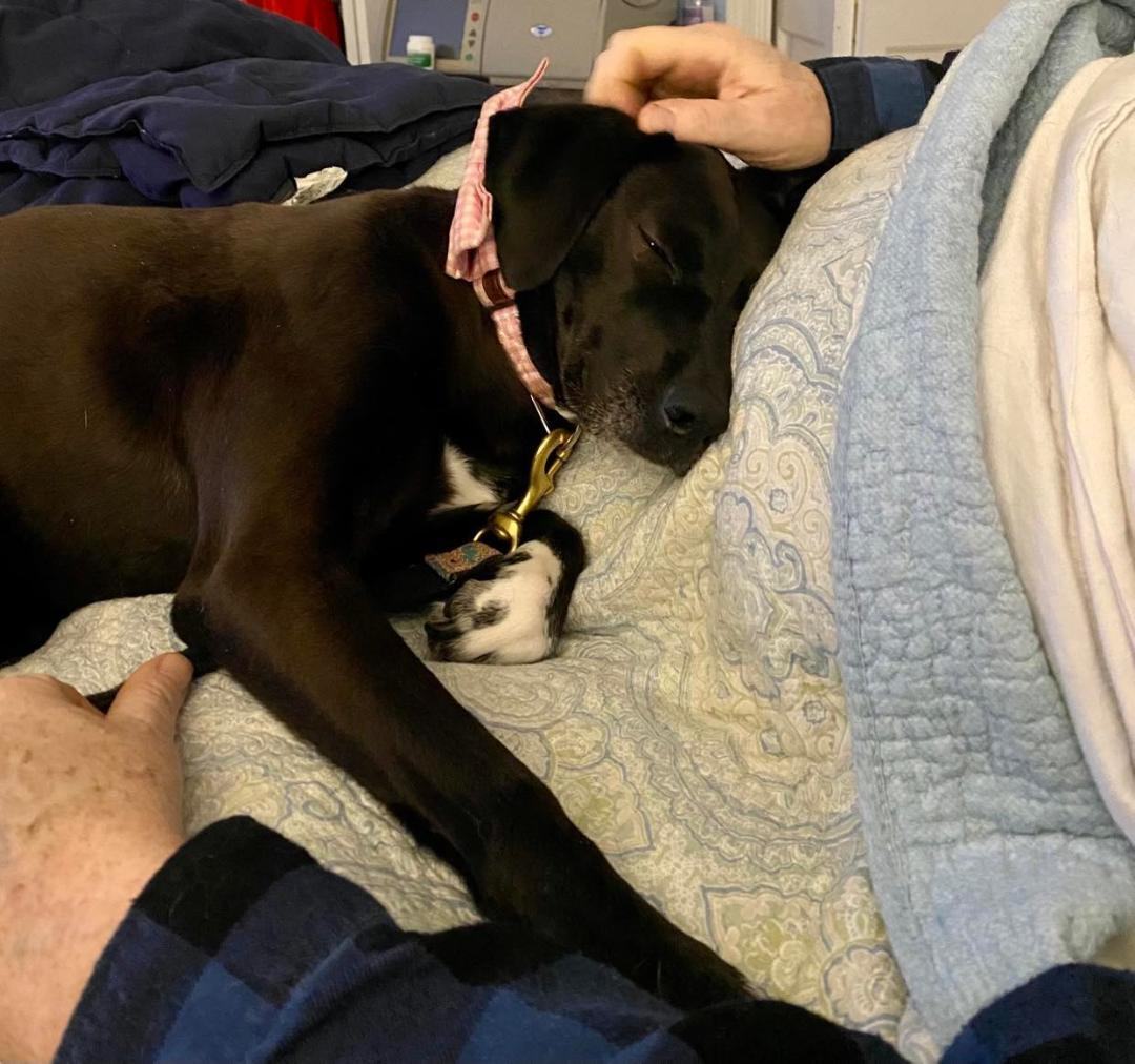 Fiona - in Maine, a Adoptable mixed breed in Kennebunkport, ME image 5/13