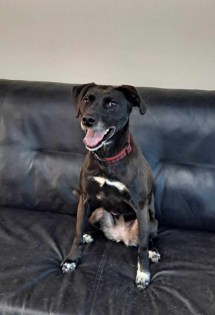 Fiona - in Maine, a Adoptable mixed breed in Kennebunkport, ME image 6/13