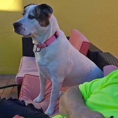 Enlarge Dolly, a Adoptable mixed breed in Green Valley, AZ image 2/6