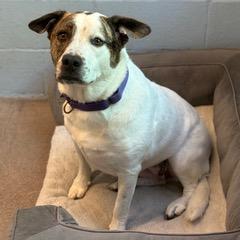 Enlarge Dolly, a Adoptable mixed breed in Green Valley, AZ image 3/6
