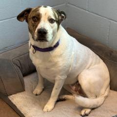 Enlarge Dolly, a Adoptable mixed breed in Green Valley, AZ image 4/6