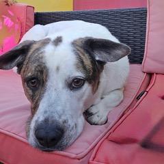 Enlarge Dolly, a Adoptable mixed breed in Green Valley, AZ image 6/6