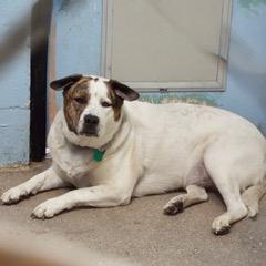 Enlarge Dolly, a Adoptable mixed breed in Green Valley, AZ image 5/6