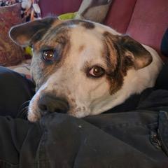 Enlarge Dolly, a Adoptable mixed breed in Green Valley, AZ image 1/6