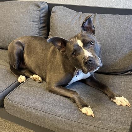 Pearl, Adult Female Mixed Breed