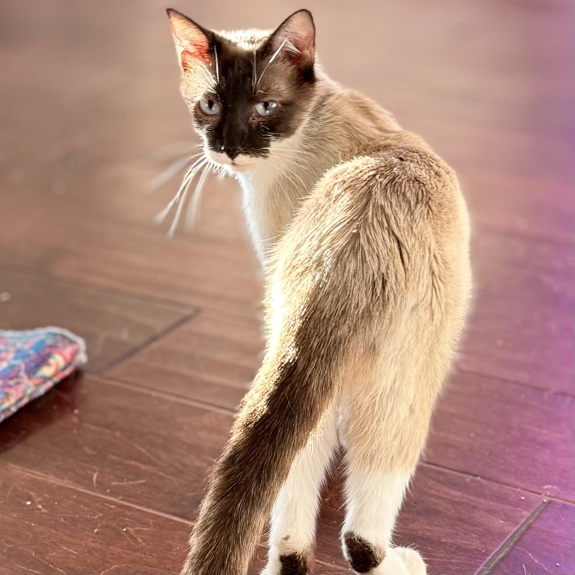 Enlarge Queen Piano, an adoptable Siamese in Bentonville, AR image 1/1