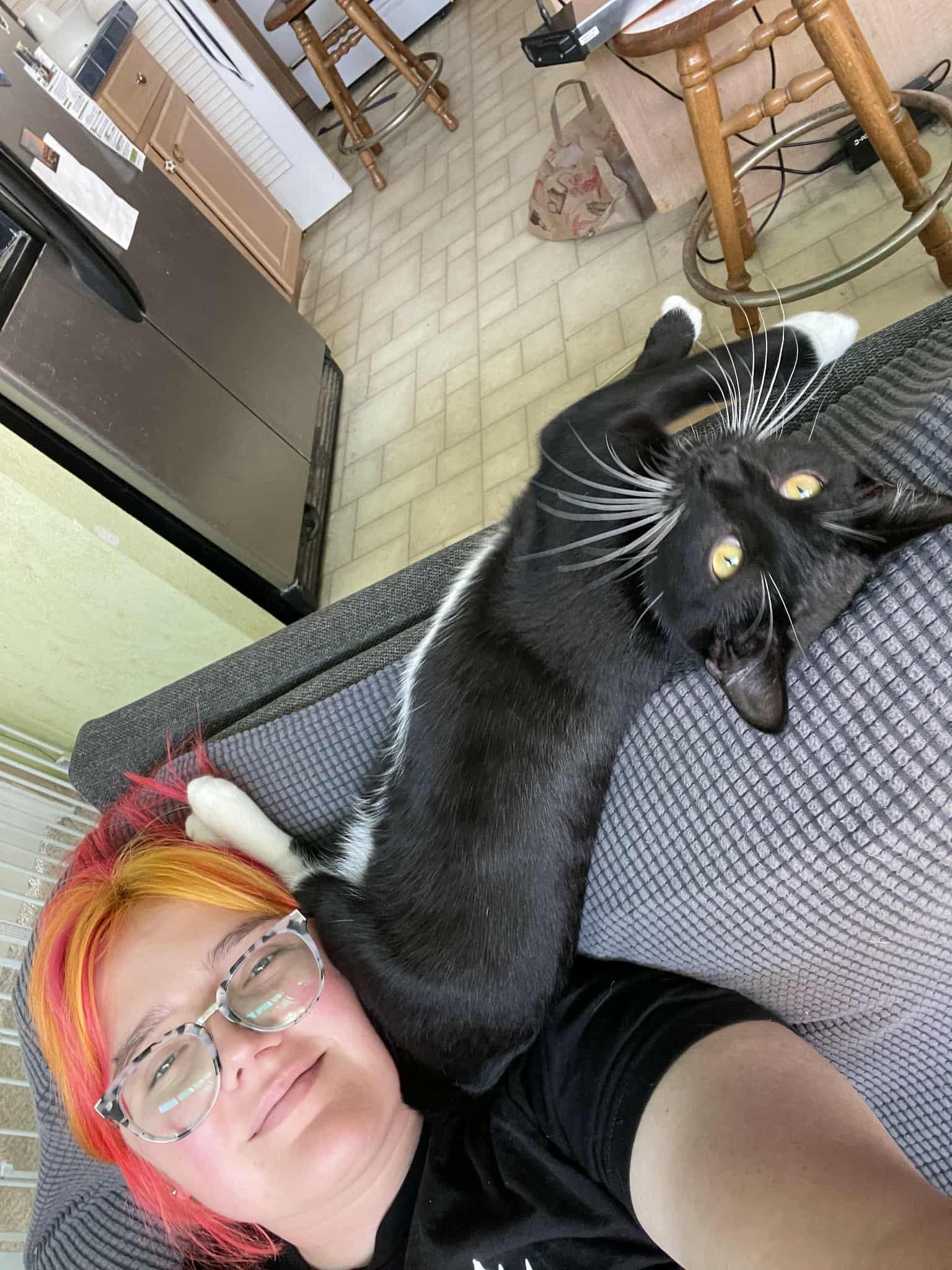 Enlarge Encyclopedia & Harley, a Adoptable Domestic Short Hair in San Diego, CA image 2/4