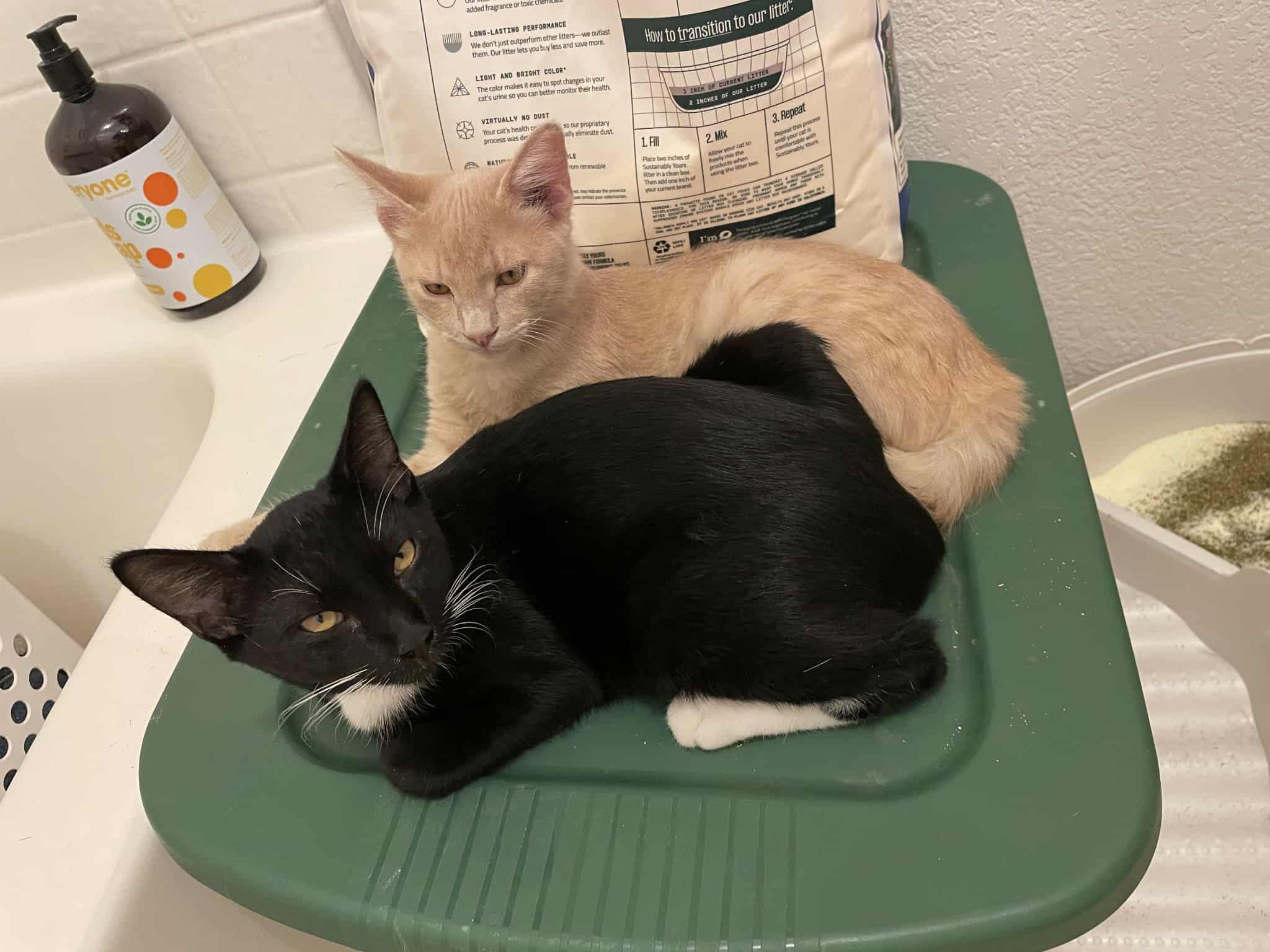 Encyclopedia & Harley, Adoptable, Kitten Male Domestic Short Hair.