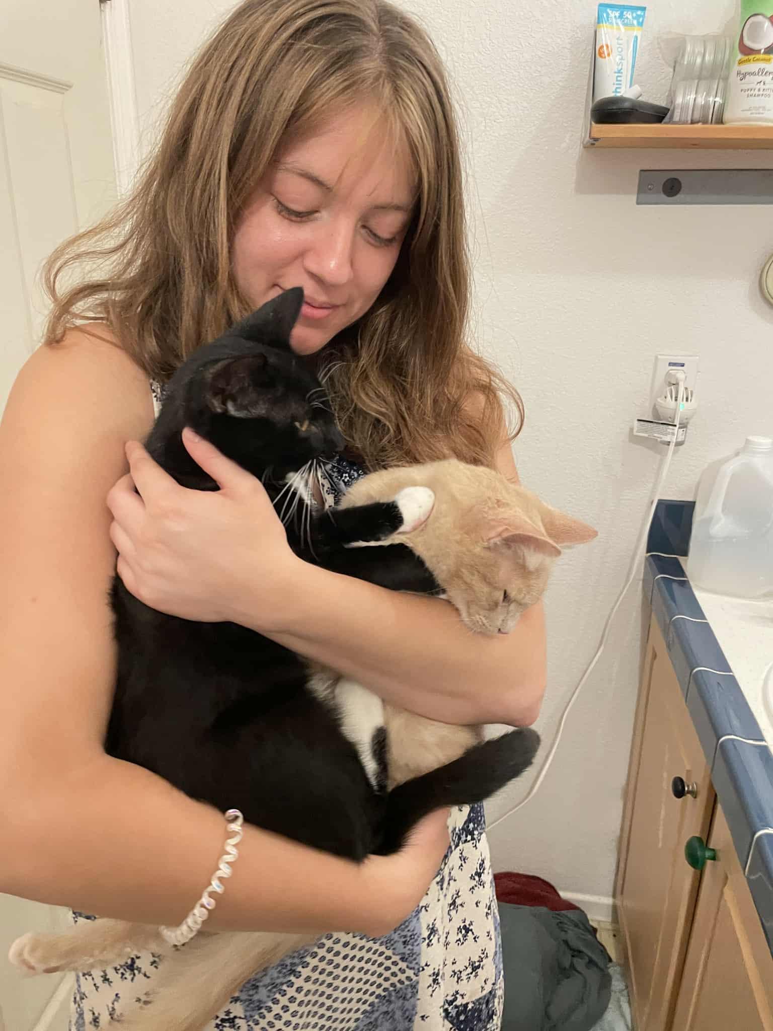 Enlarge Encyclopedia & Harley, a Adoptable Domestic Short Hair in San Diego, CA image 3/4