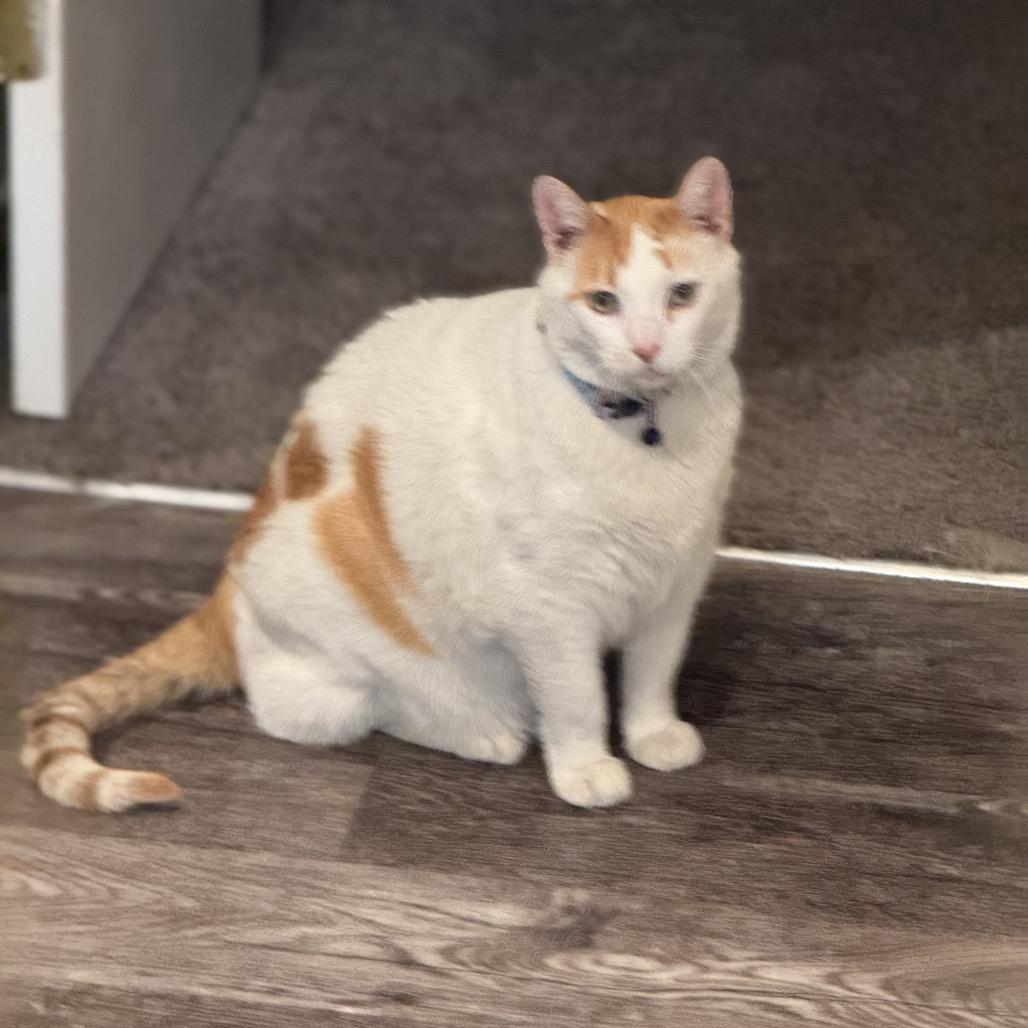Hunter, Adoptable, Senior Male Domestic Short Hair.