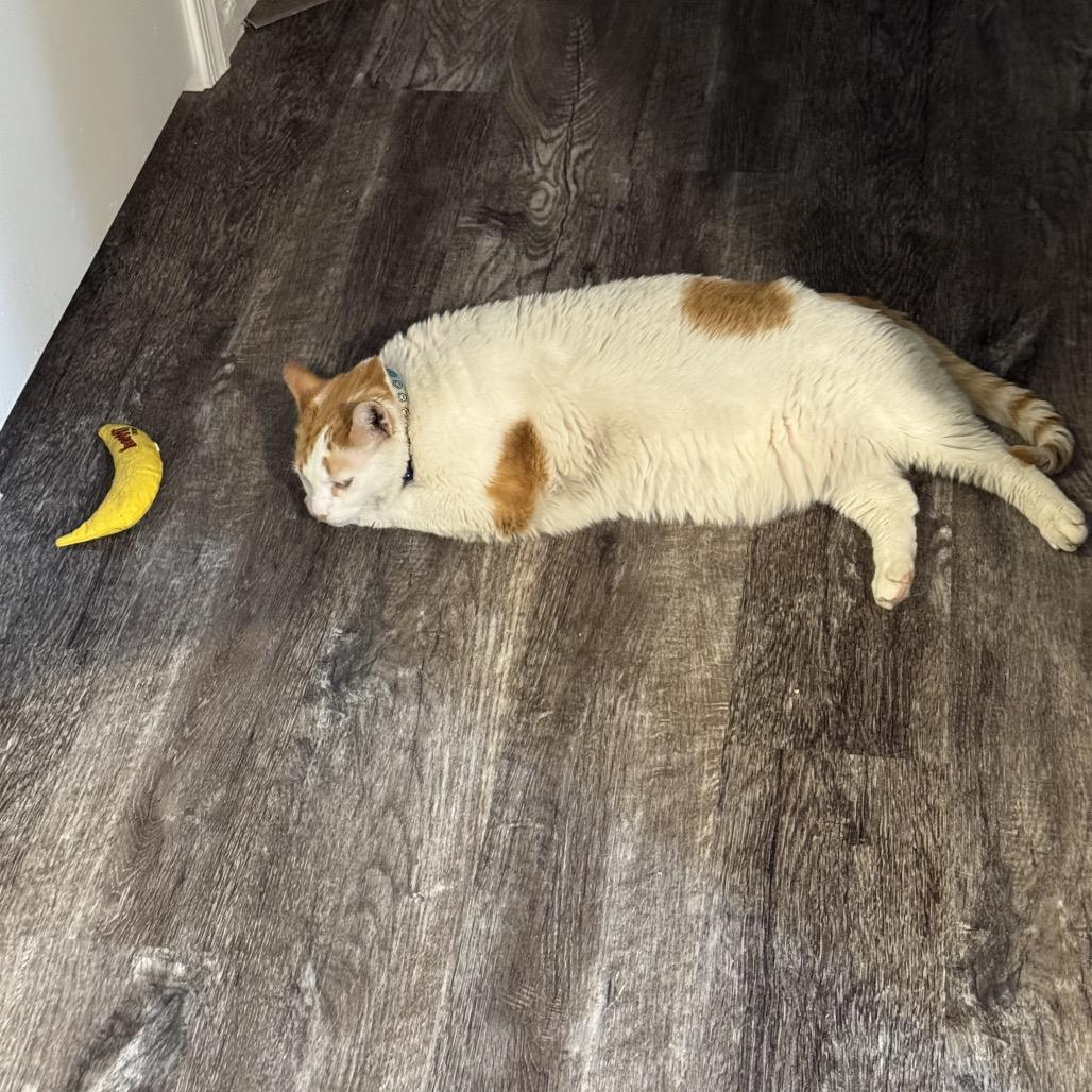 Enlarge Hunter, a Adoptable Domestic Short Hair in Las Vegas, NV image 2/6