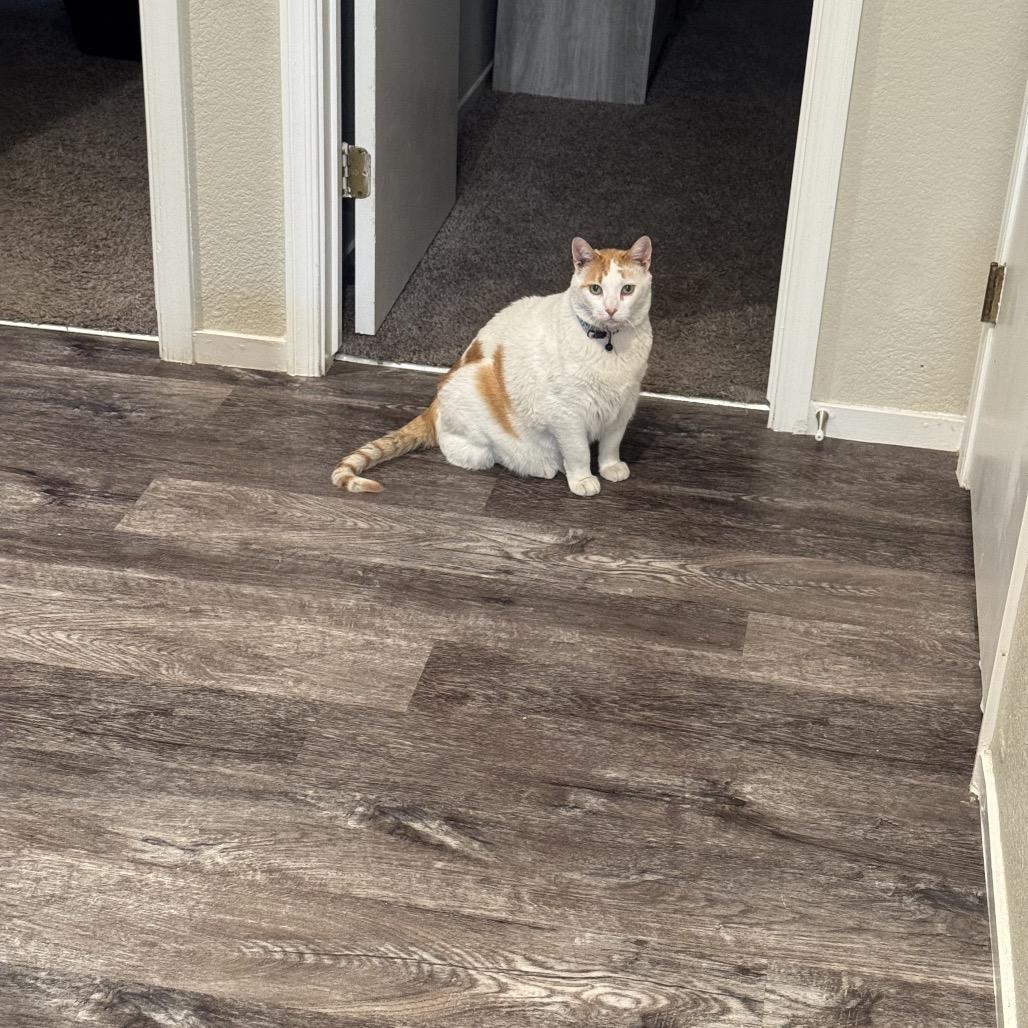 Enlarge Hunter, a Adoptable Domestic Short Hair in Las Vegas, NV image 4/6