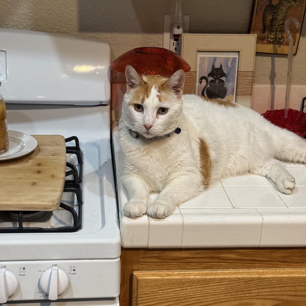 Enlarge Hunter, a Adoptable Domestic Short Hair in Las Vegas, NV image 5/6