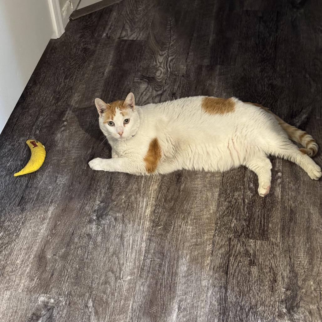 Enlarge Hunter, a Adoptable Domestic Short Hair in Las Vegas, NV image 6/6