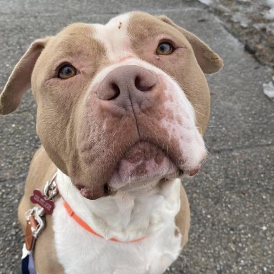 Champagne Toast, Adoptable, Adult Male Pit Bull Terrier.