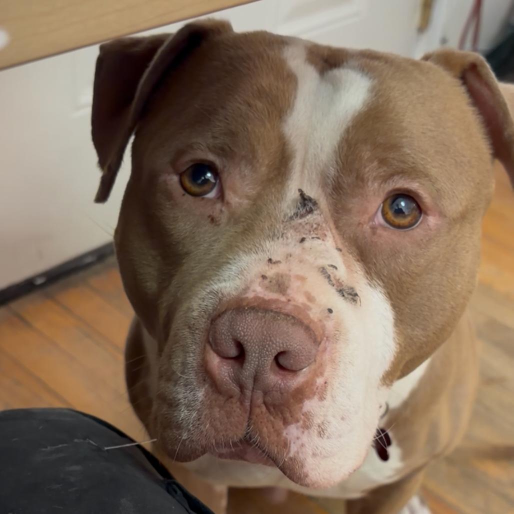 Enlarge Champagne Toast, a Adoptable Pit Bull Terrier in Baltimore, MD image 2/6