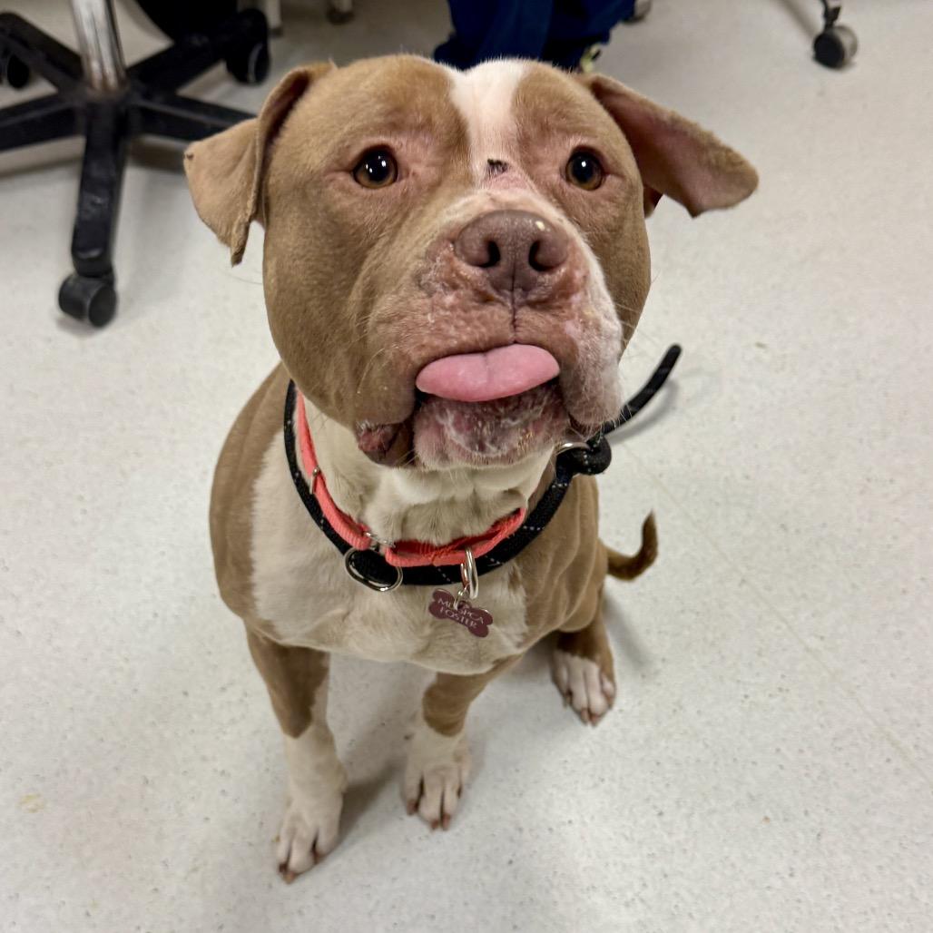 Enlarge Champagne Toast, a Adoptable Pit Bull Terrier in Baltimore, MD image 3/6