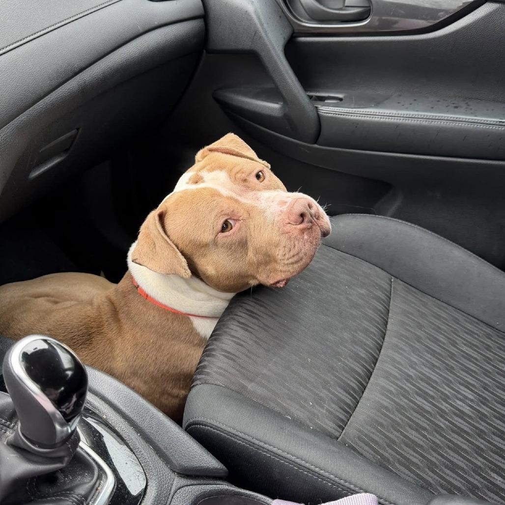 Enlarge Champagne Toast, a Adoptable Pit Bull Terrier in Baltimore, MD image 4/6