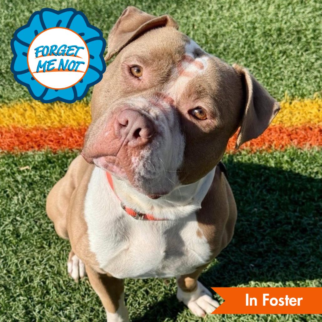 Enlarge Champagne Toast, a Adoptable Pit Bull Terrier in Baltimore, MD image 5/6