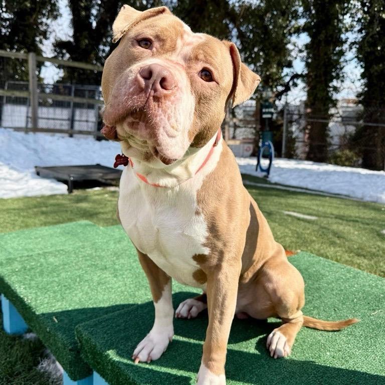 Enlarge Champagne Toast, a Adoptable Pit Bull Terrier in Baltimore, MD image 6/6