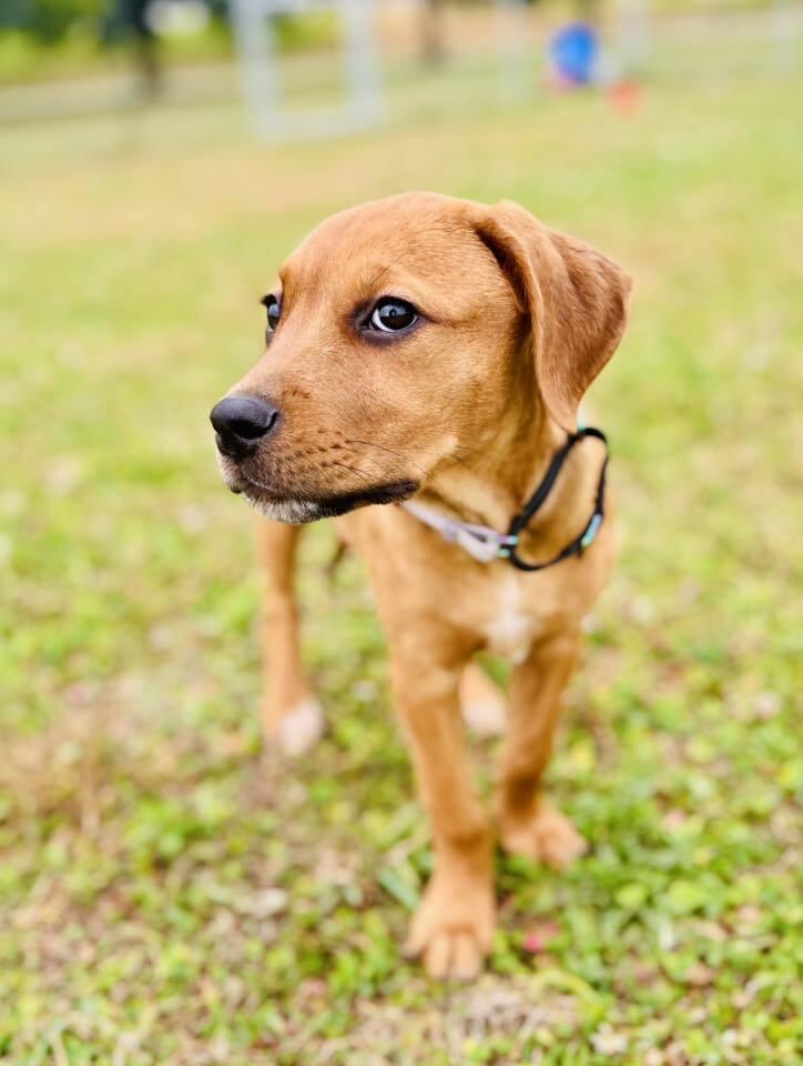 Clair (Mafia litter), Adoptable, Puppy Female Rottweiler & Australian Cattle Dog / Blue Heeler.