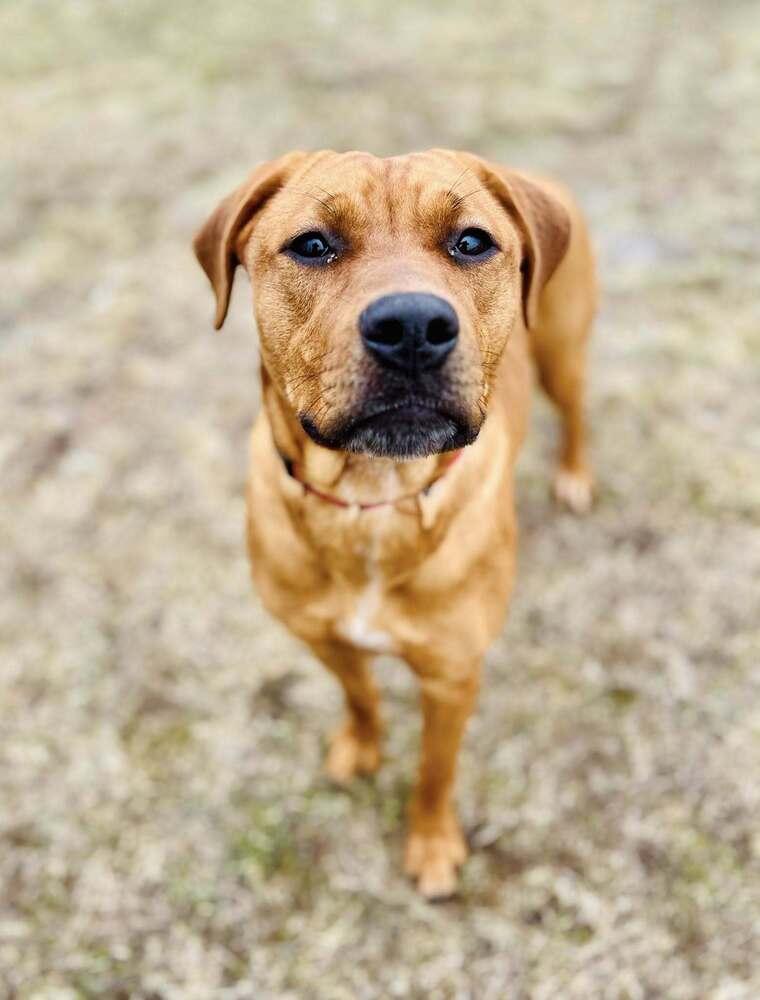 Enlarge Clair   (Mafia litter), a Adoptable mixed breed in Suamico, WI image 2/5