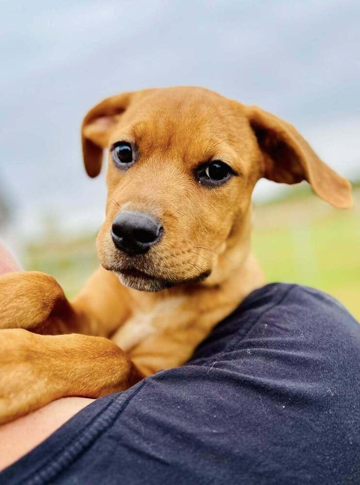 Enlarge Clair   (Mafia litter), a Adoptable mixed breed in Suamico, WI image 2/3