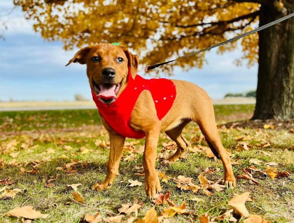 Enlarge Clair   (Mafia litter), a Adoptable mixed breed in Suamico, WI image 3/3