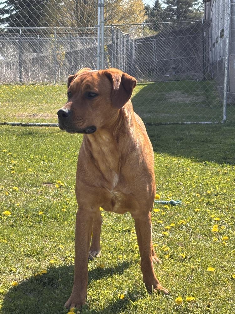 Enlarge Clair   (Mafia litter), a Adoptable mixed breed in Suamico, WI image 4/4