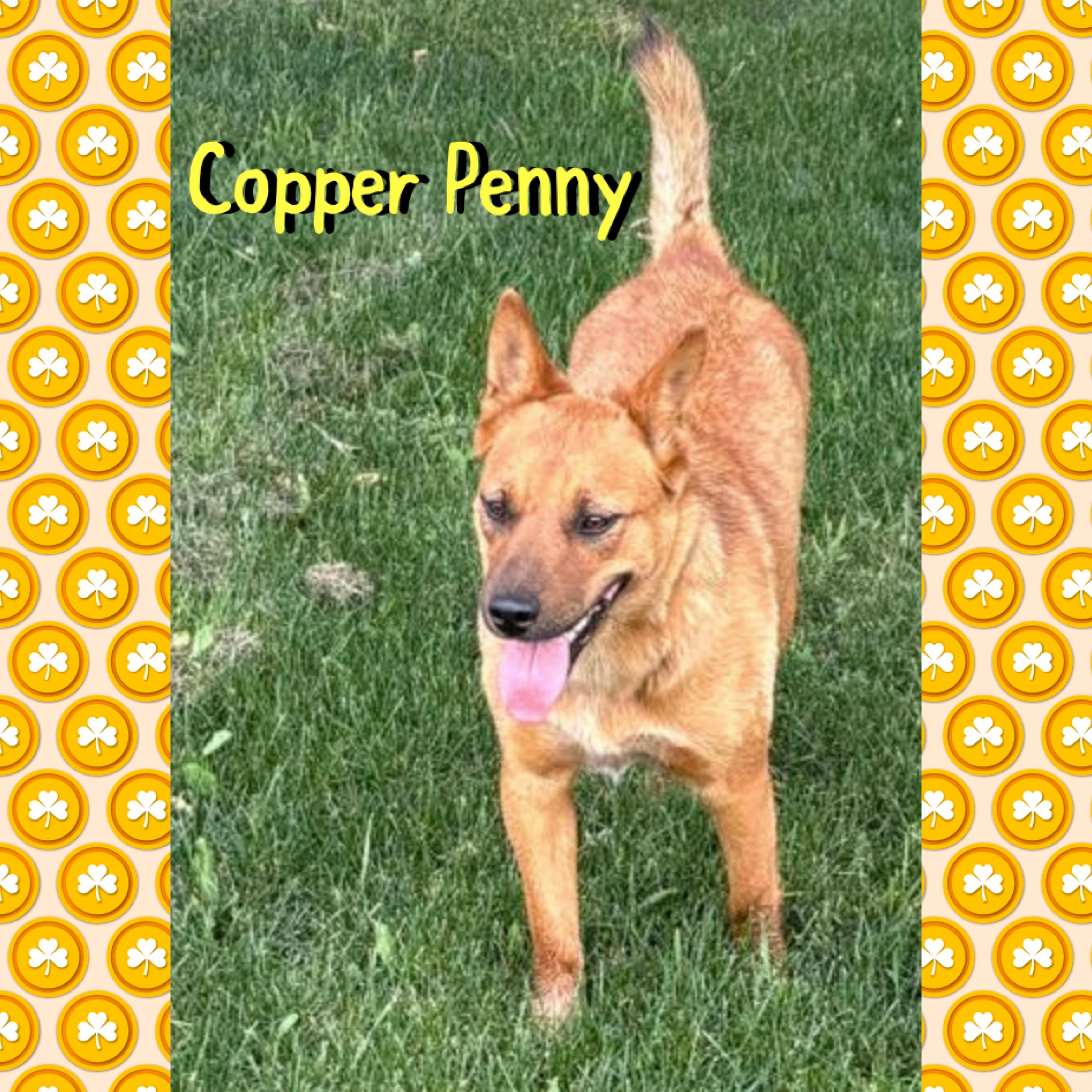 Enlarge Copper Penny, an adopted mixed breed in Red Lodge, MT image 1/2
