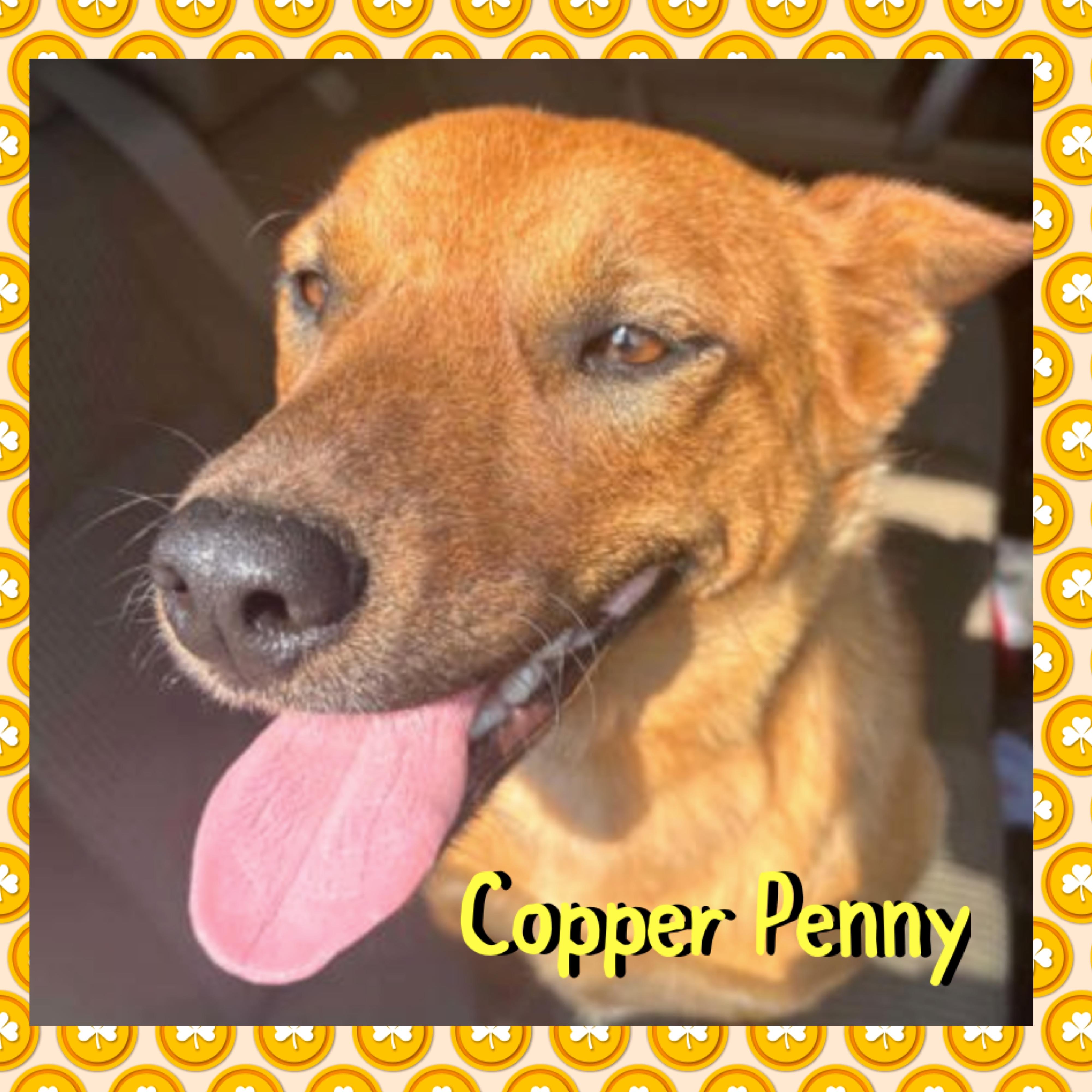 Enlarge Copper Penny, an adopted mixed breed in Red Lodge, MT image 2/2