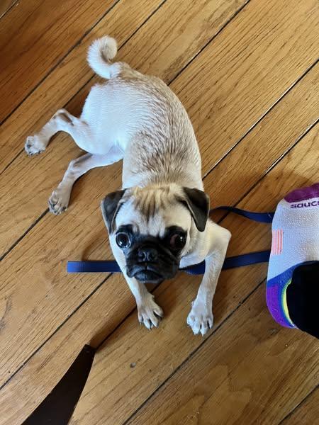 Greta, adoptable, Adult Female Puggle & Beagle.