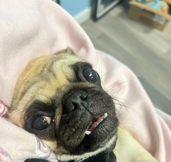 Enlarge Greta, an adoptable mixed breed in Danville, CA image 5/5