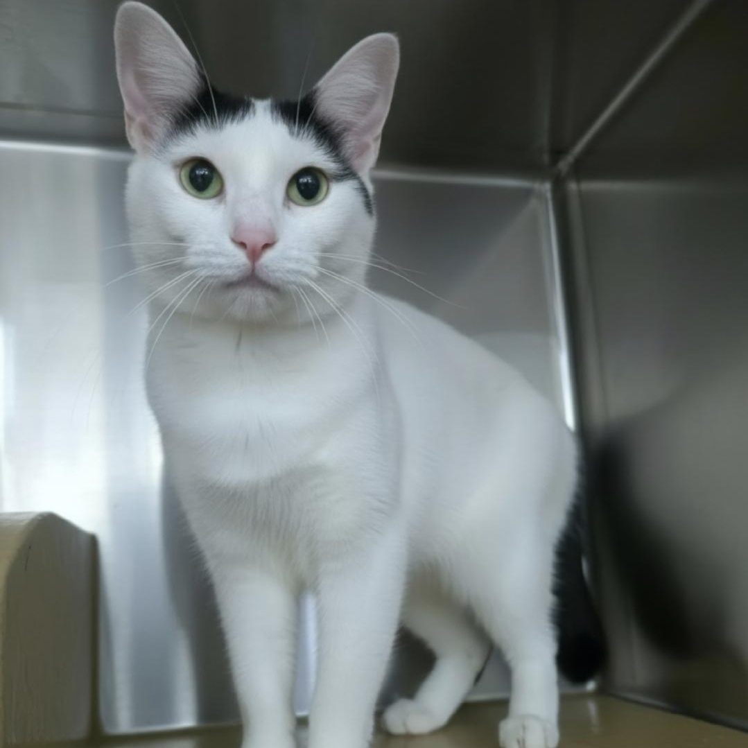 Sylvie, Adopted, Young Female Domestic Short Hair.