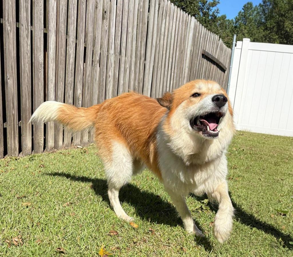 Churro, Adoptable, Adult Female Collie & Mixed Breed.