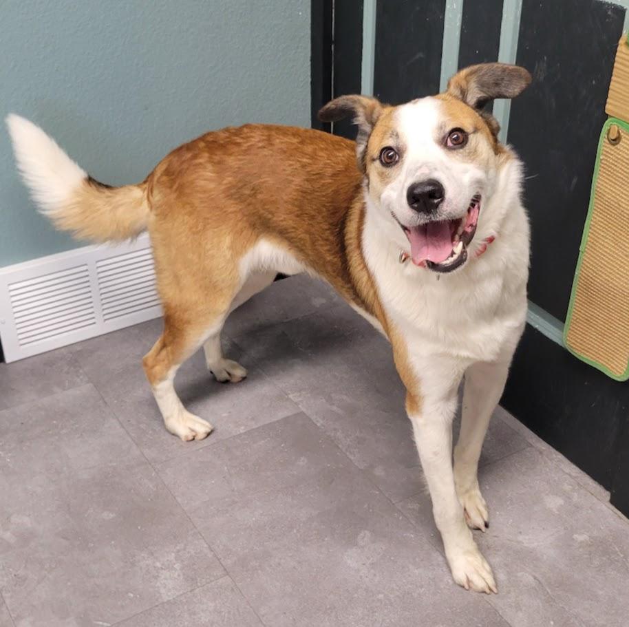 Enlarge Winston, a ADOPTABLE mixed breed in Lisbon, OH image 2/4