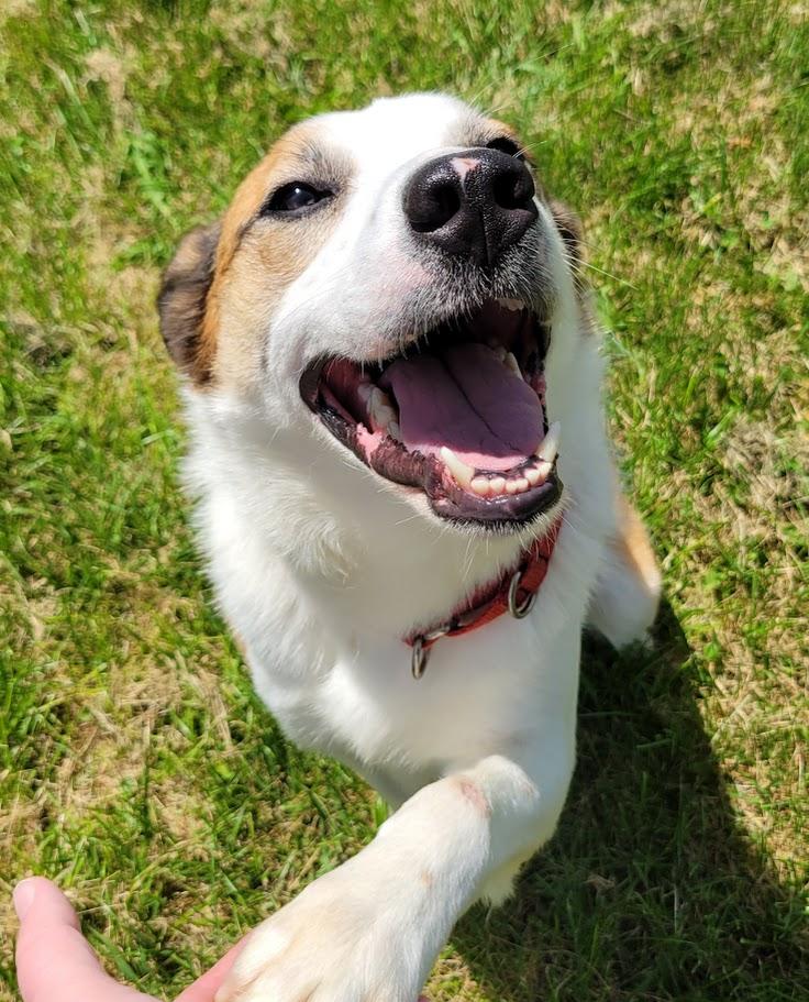 Winston, a ADOPTABLE mixed breed in Lisbon, OH image 6/6