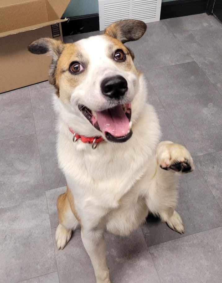 Enlarge Winston, a ADOPTABLE mixed breed in Lisbon, OH image 3/4