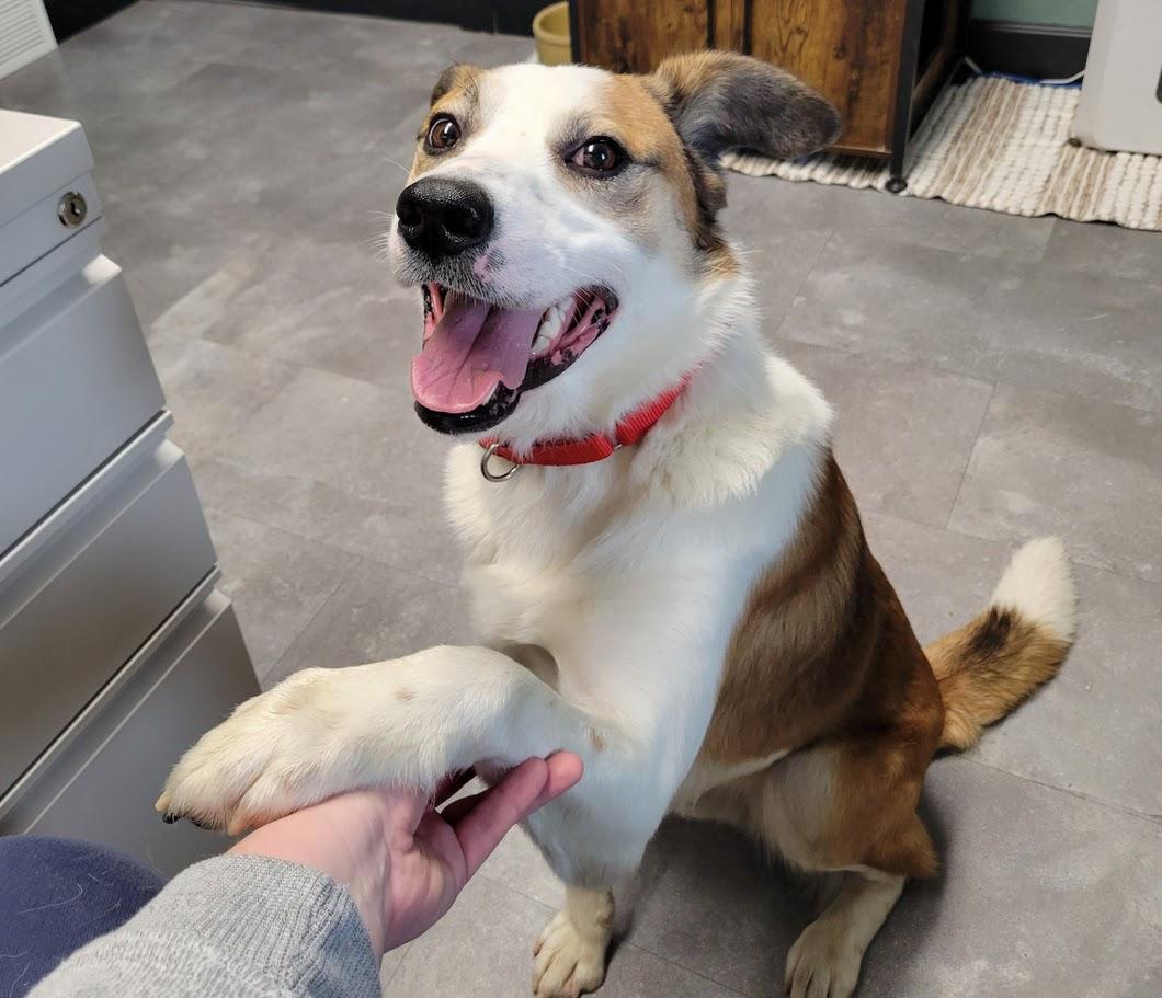 Enlarge Winston, a ADOPTABLE mixed breed in Lisbon, OH image 4/4