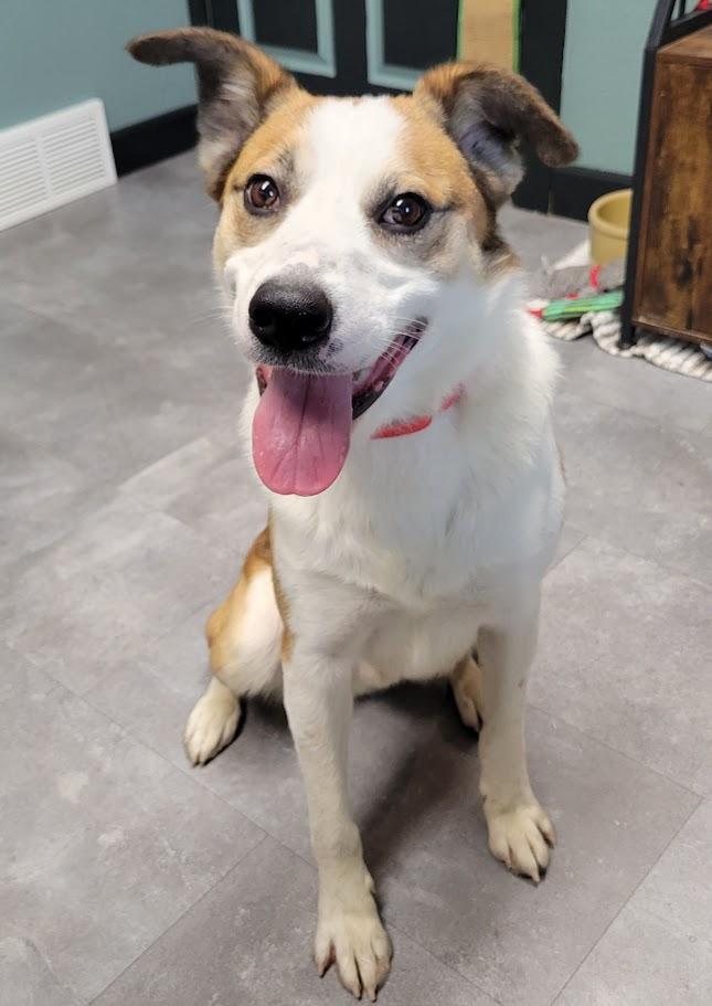 Winston, ADOPTABLE, Adult Male Border Collie.