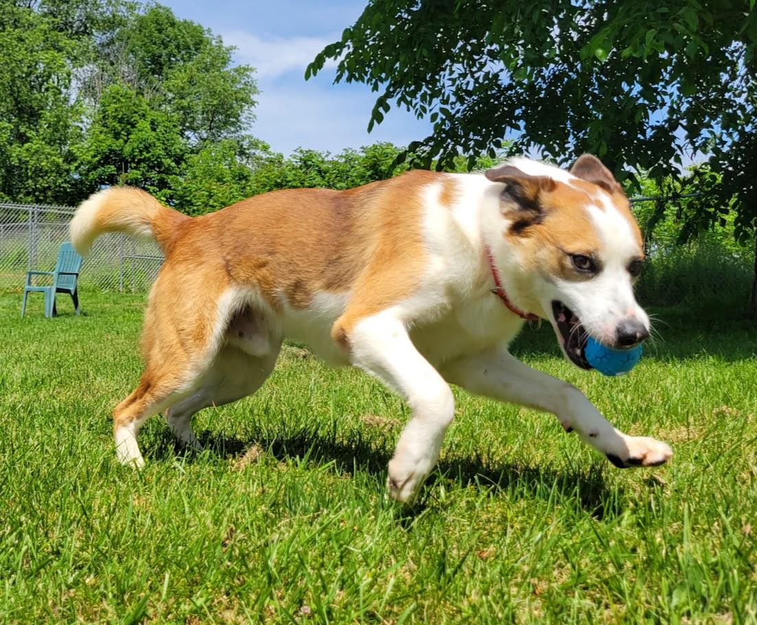 Winston, a ADOPTABLE mixed breed in Lisbon, OH image 5/6