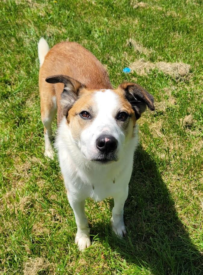 Winston, ADOPTABLE, Adult Male Border Collie.