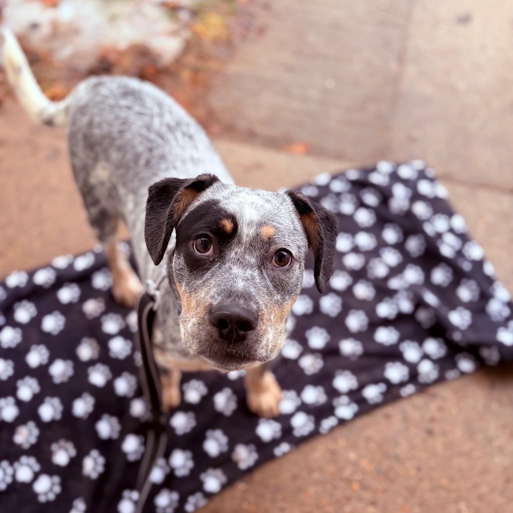 Enlarge Dexter, an adopted mixed breed in Fenton, MI image 2/2