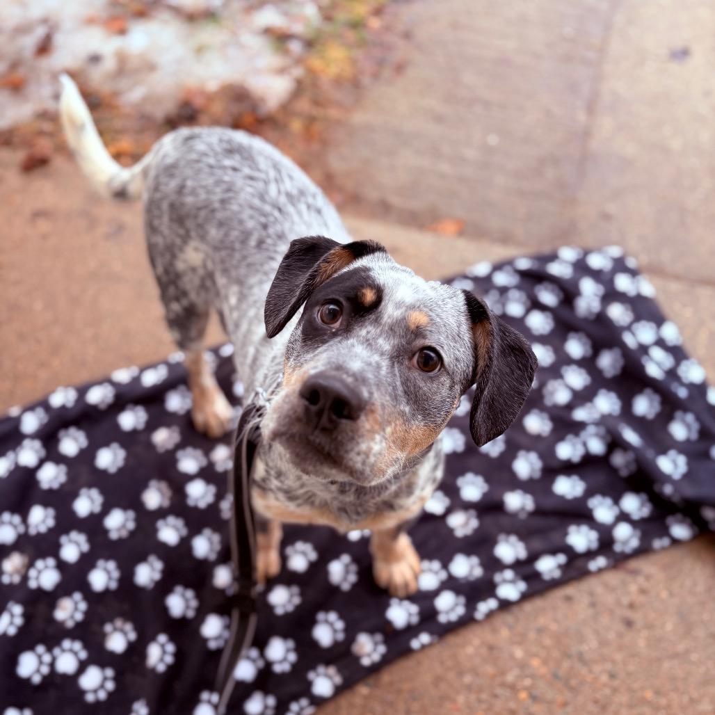 Enlarge Dexter, an adopted mixed breed in Fenton, MI image 1/2