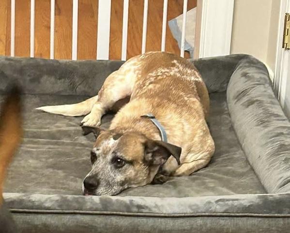 Joker, a Adoptable mixed breed in Ellicott City, MD image 4/5