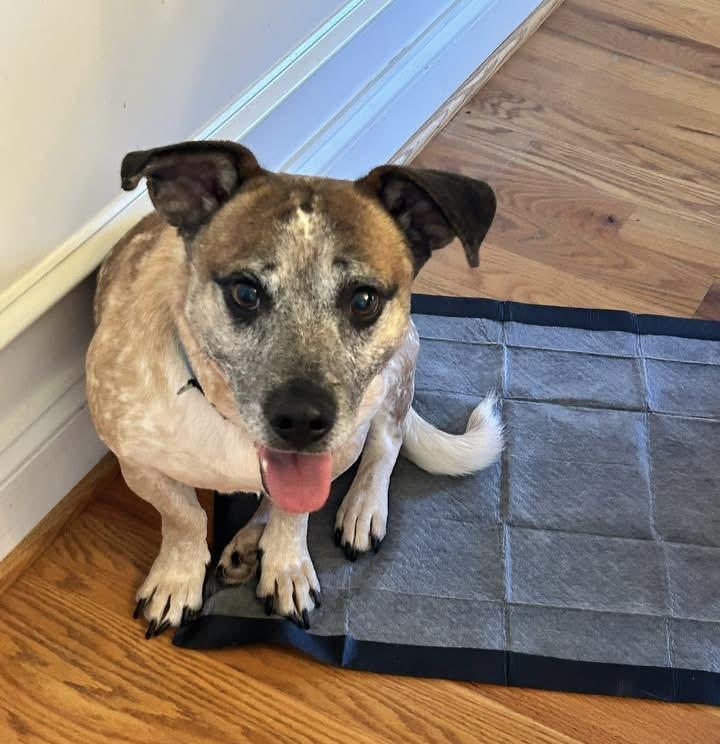 Joker, a Adoptable mixed breed in Ellicott City, MD image 1/5