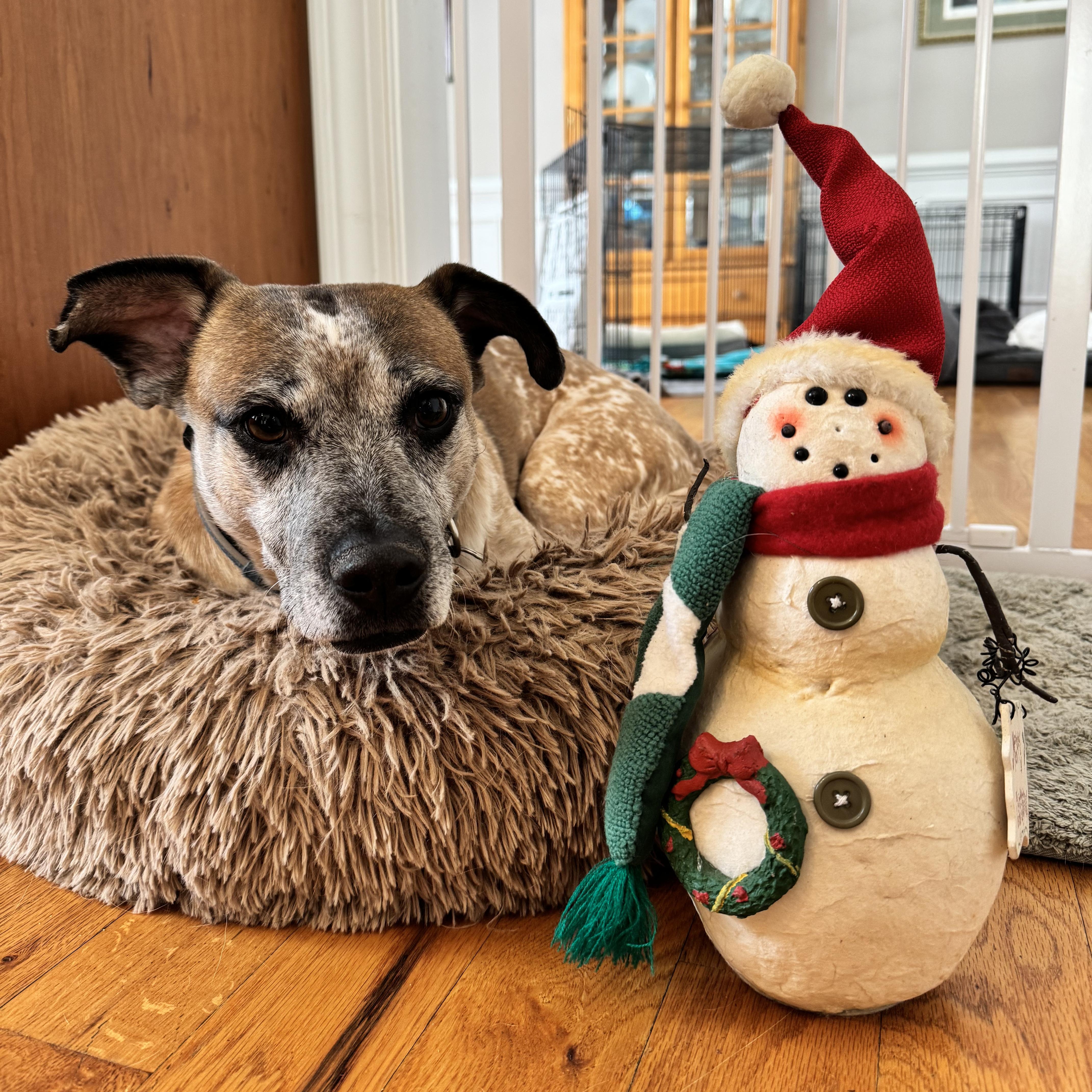 Enlarge Joker, a Adoptable mixed breed in Ellicott City, MD image 1/5