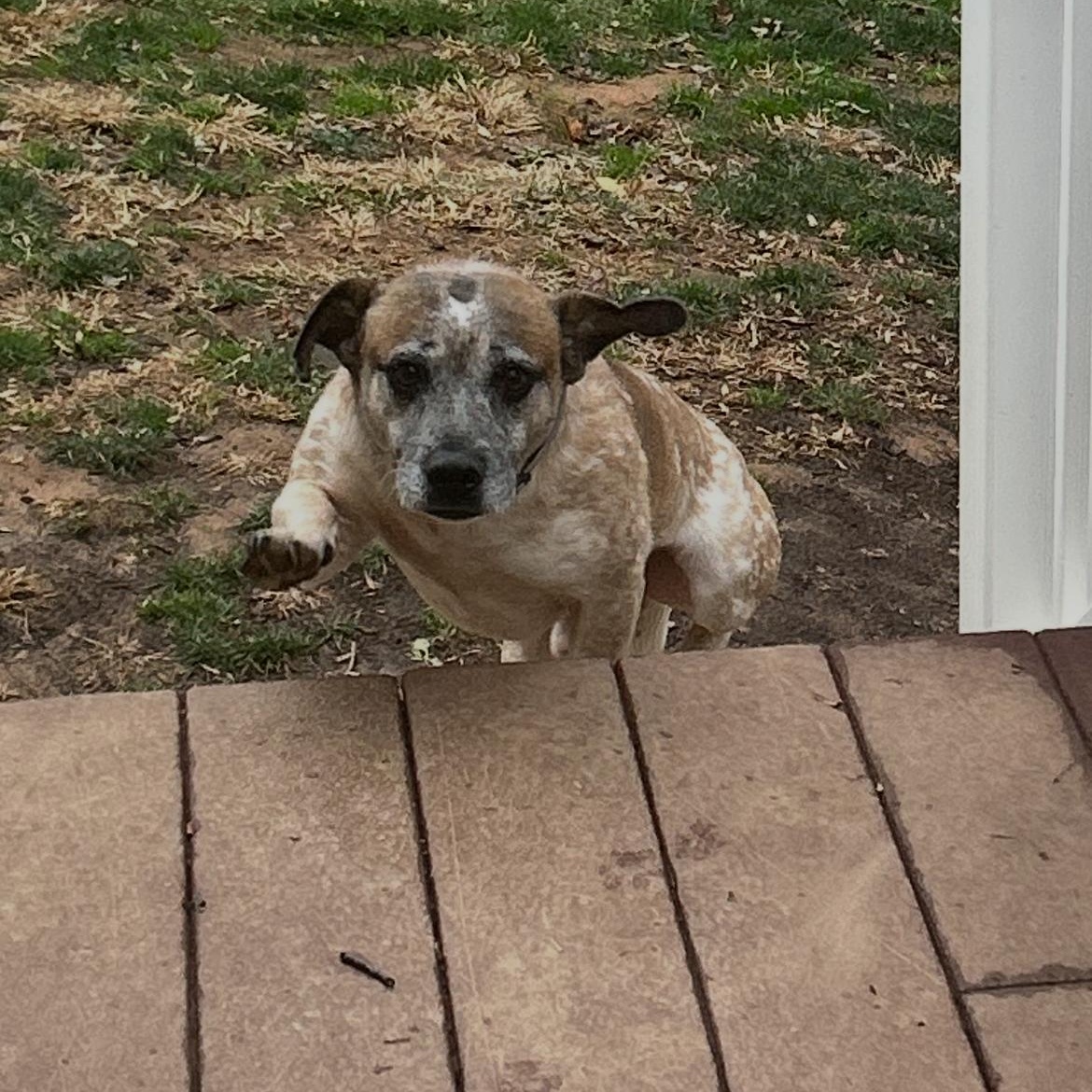 Joker, a Adoptable mixed breed in Ellicott City, MD image 3/5