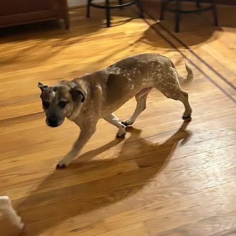 Joker, a Adoptable mixed breed in Ellicott City, MD image 2/5